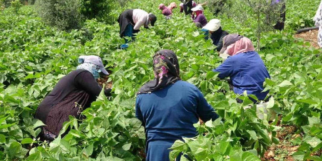 Açıkta ‘Sarıkız’ hasadı başladı, verim yüzleri güldürdü! Kilosu 100 TL 6